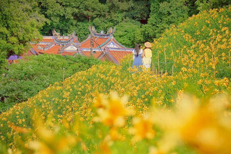 花壇虎山巖周邊的金針花與山林景色